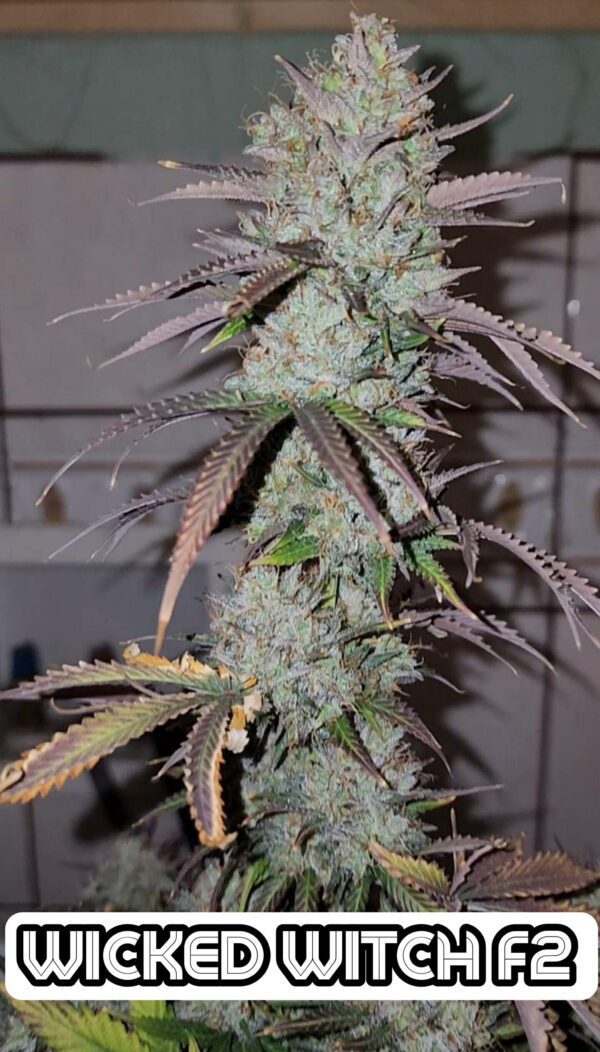 Wicked Witch F2 Auto 5 Feminized Autoflower Seeds - Image 6