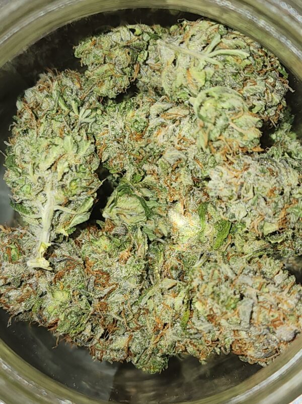 Wicked Witch F2 Auto 5 Feminized Autoflower Seeds - Image 8