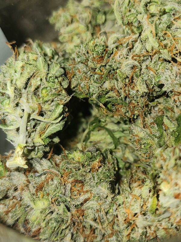 Wicked Witch F2 Auto 5 Feminized Autoflower Seeds - Image 7