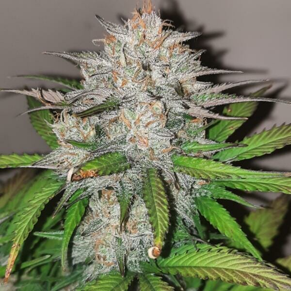 Wicked Witch F2 Auto 5 Feminized Autoflower Seeds - Image 2