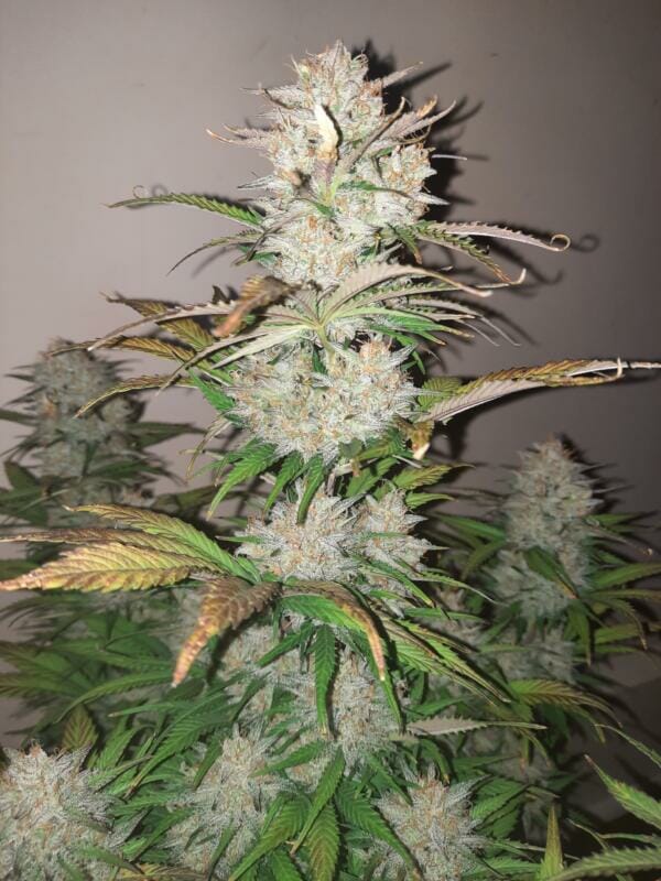 Wicked Witch F2 Auto 5 Feminized Autoflower Seeds