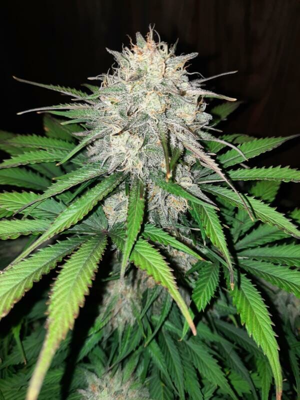 Wicked Witch F2 Auto 5 Feminized Autoflower Seeds - Image 3