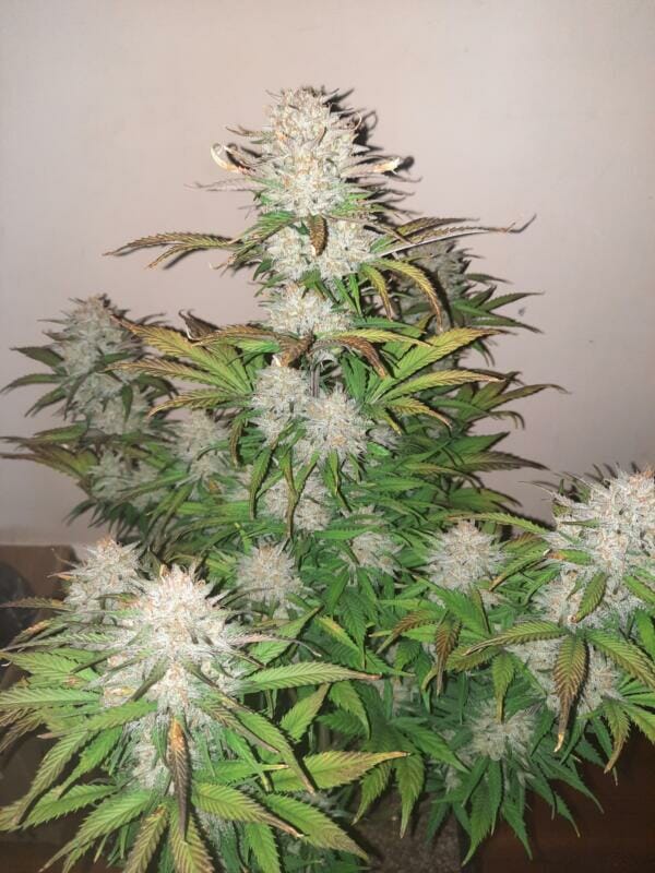 Wicked Witch F2 Auto 5 Feminized Autoflower Seeds - Image 4