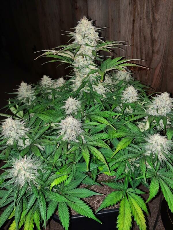 Wicked Witch F2 Auto 5 Feminized Autoflower Seeds - Image 5