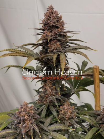 Unicorn Heaven F1 (Purple Unicorn x F5 Blue Heaven) 13 Regular Seeds
