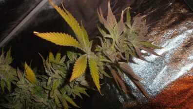 Big Smith F2 (Fat Grape Cheese x Agent Orange) 10 Regular Seeds