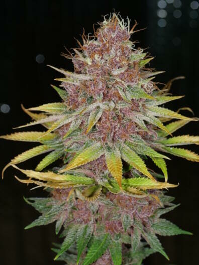 Grape LSD F1 ([LSD x PuTang] x Star Pupil) 7 Feminized Seeds