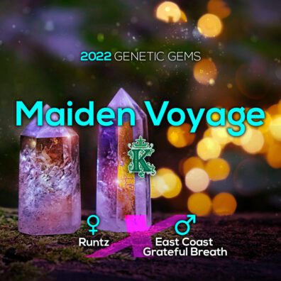 Maiden Voyage F1 (Runtz x East Coast Grateful Breath) 11 Regular Seeds