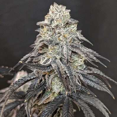 Punch Mittens F1 (Platinum Punch Remix x Pure Michigan F2) 10 Regular Seeds