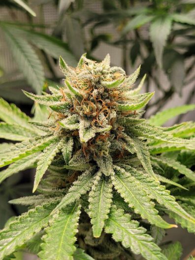 Red Ripple F1 (Grape Pie x Jelly Pie) 10 Regular Seeds