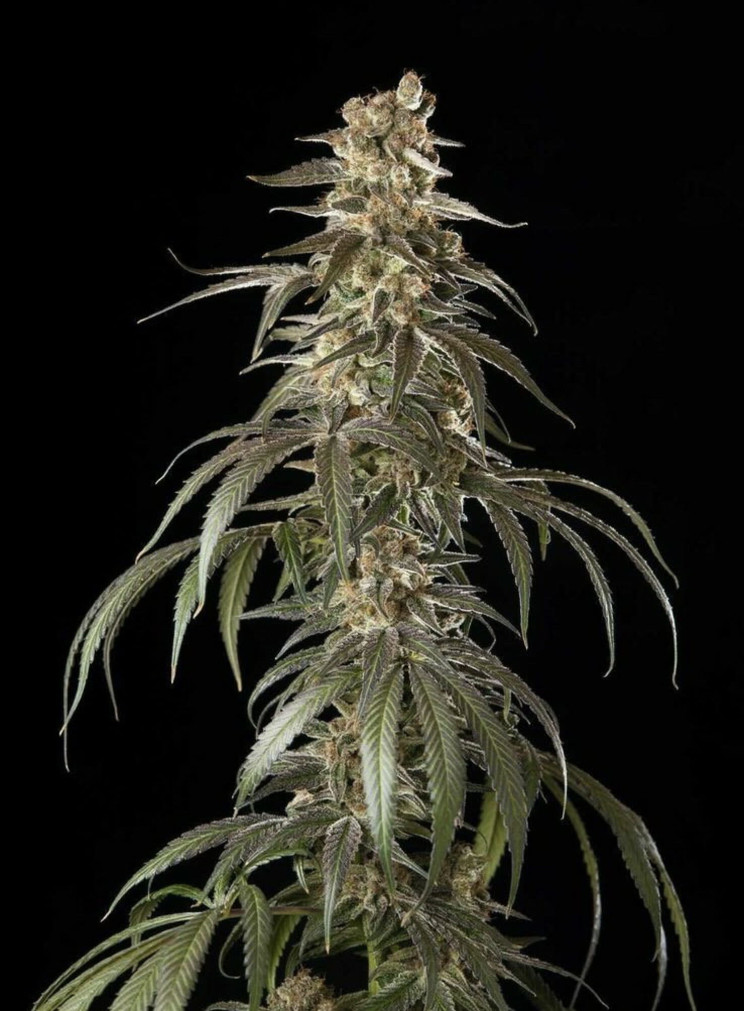 Old Smuggler F1 (The One x Swabi Pakistani) 7 Feminized Seeds
