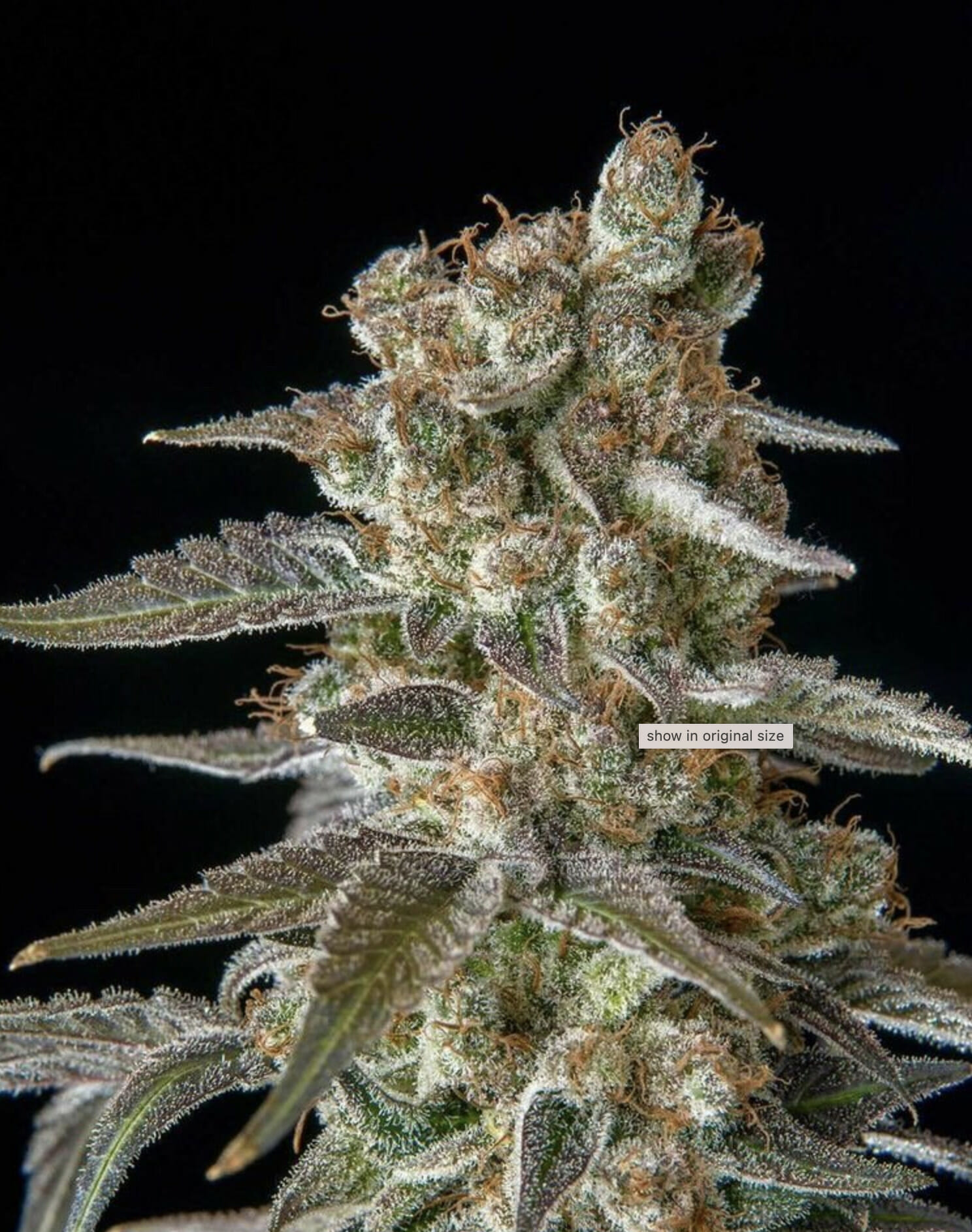 Old Smuggler F1 (The One x Swabi Pakistani) 7 Feminized Seeds - Image 2
