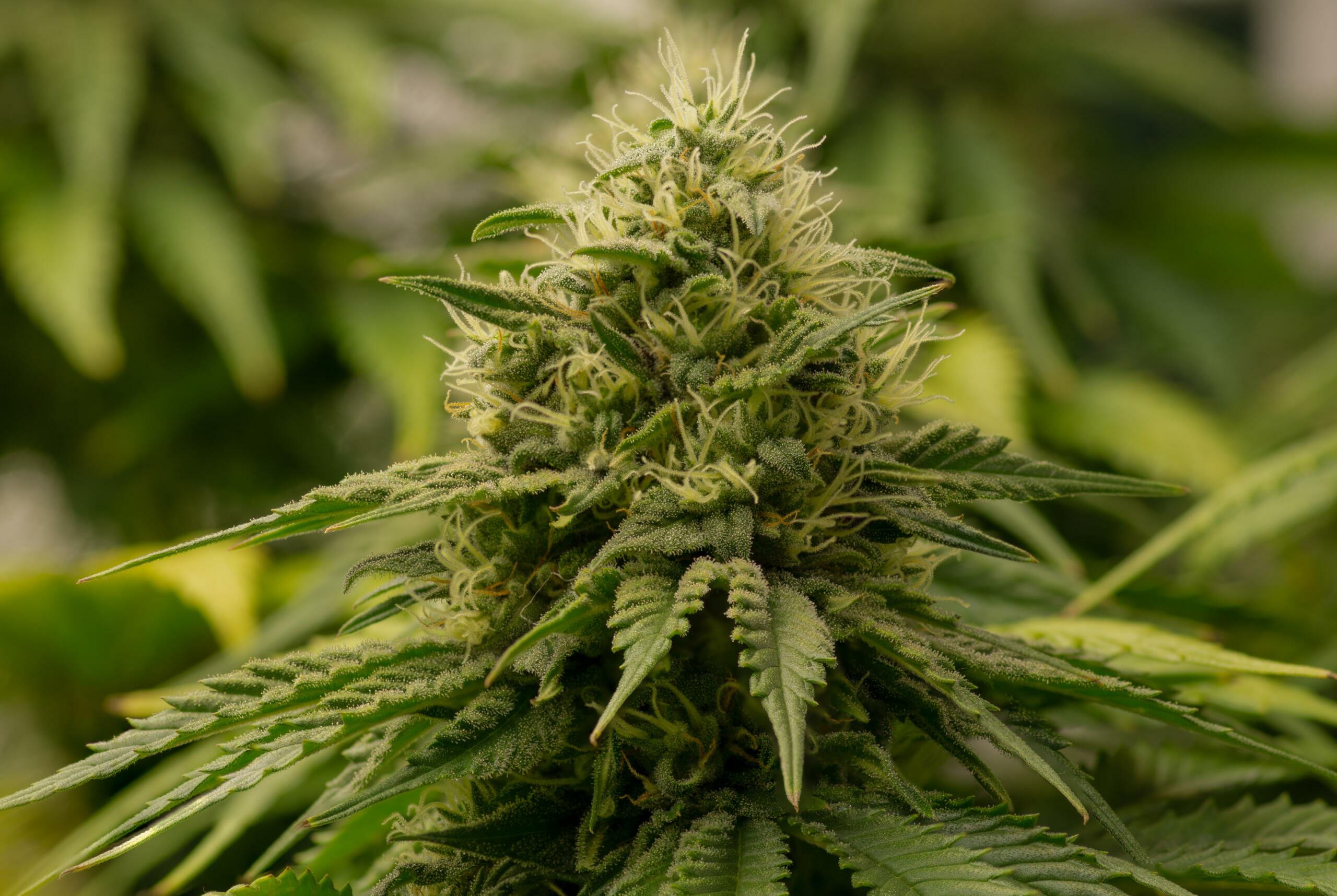 Space Queen (Romulan x Cinderella 99) 3 Female Seeds - Image 4