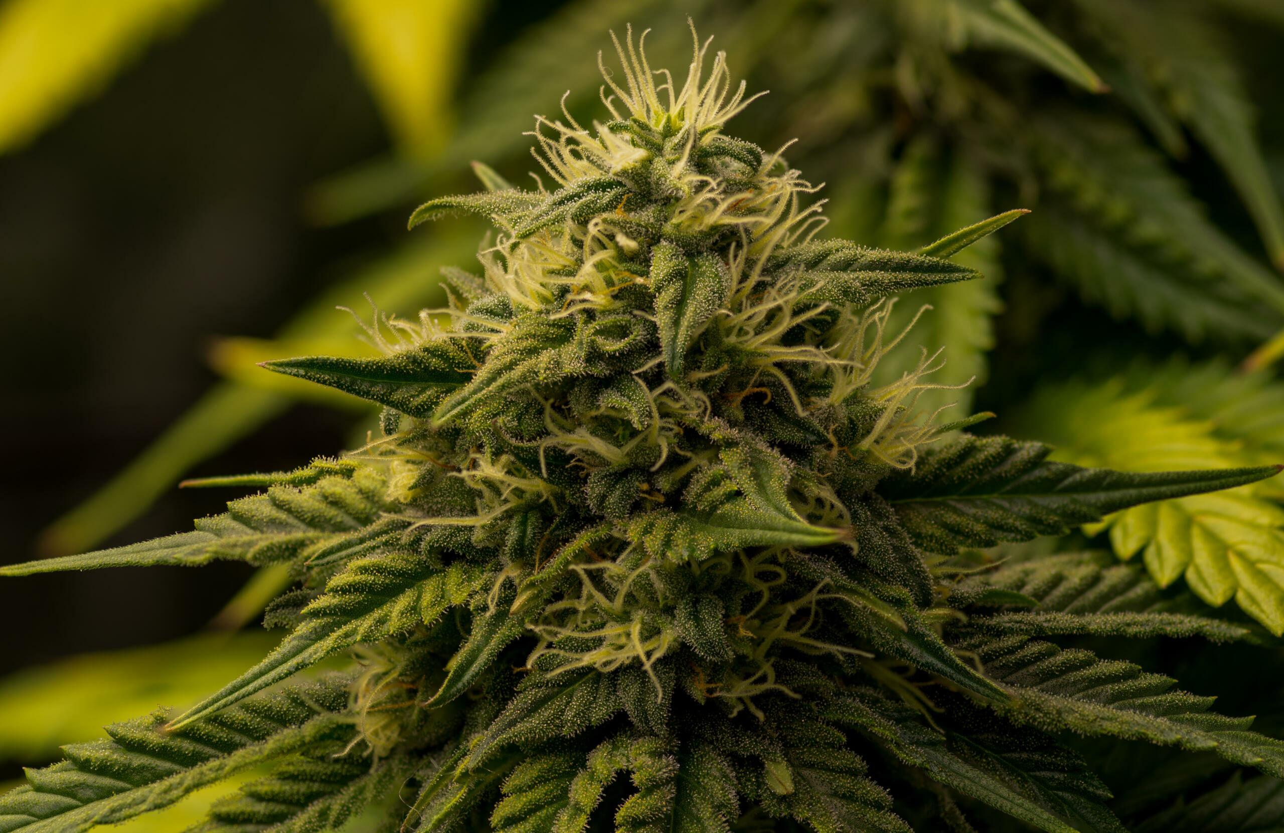 Space Queen (Romulan x Cinderella 99) 3 Female Seeds - Image 3