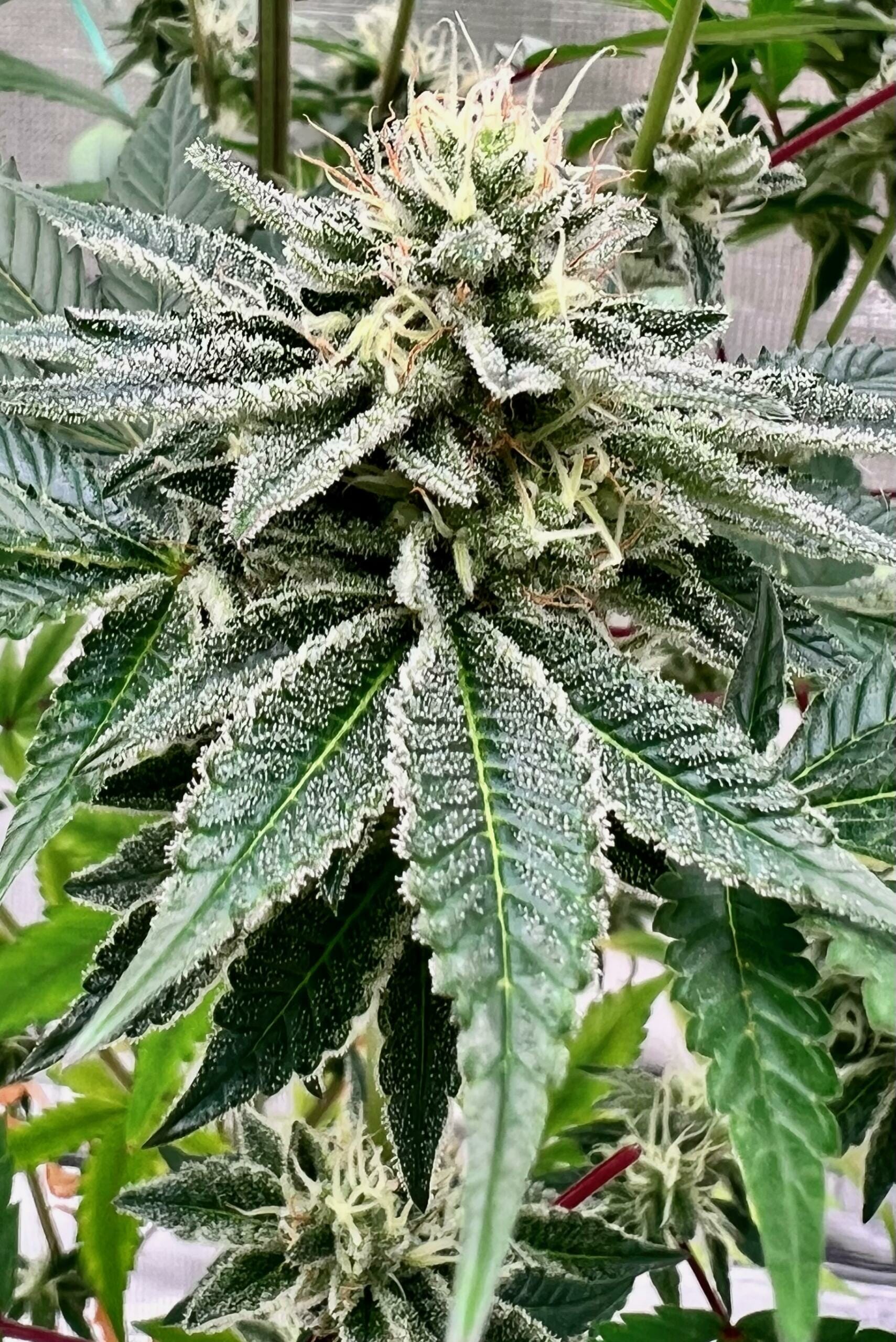 White Wedding F1 (Breathworks x Wedding Cake/Killer Malawi) 11 Regular Seeds - Image 2