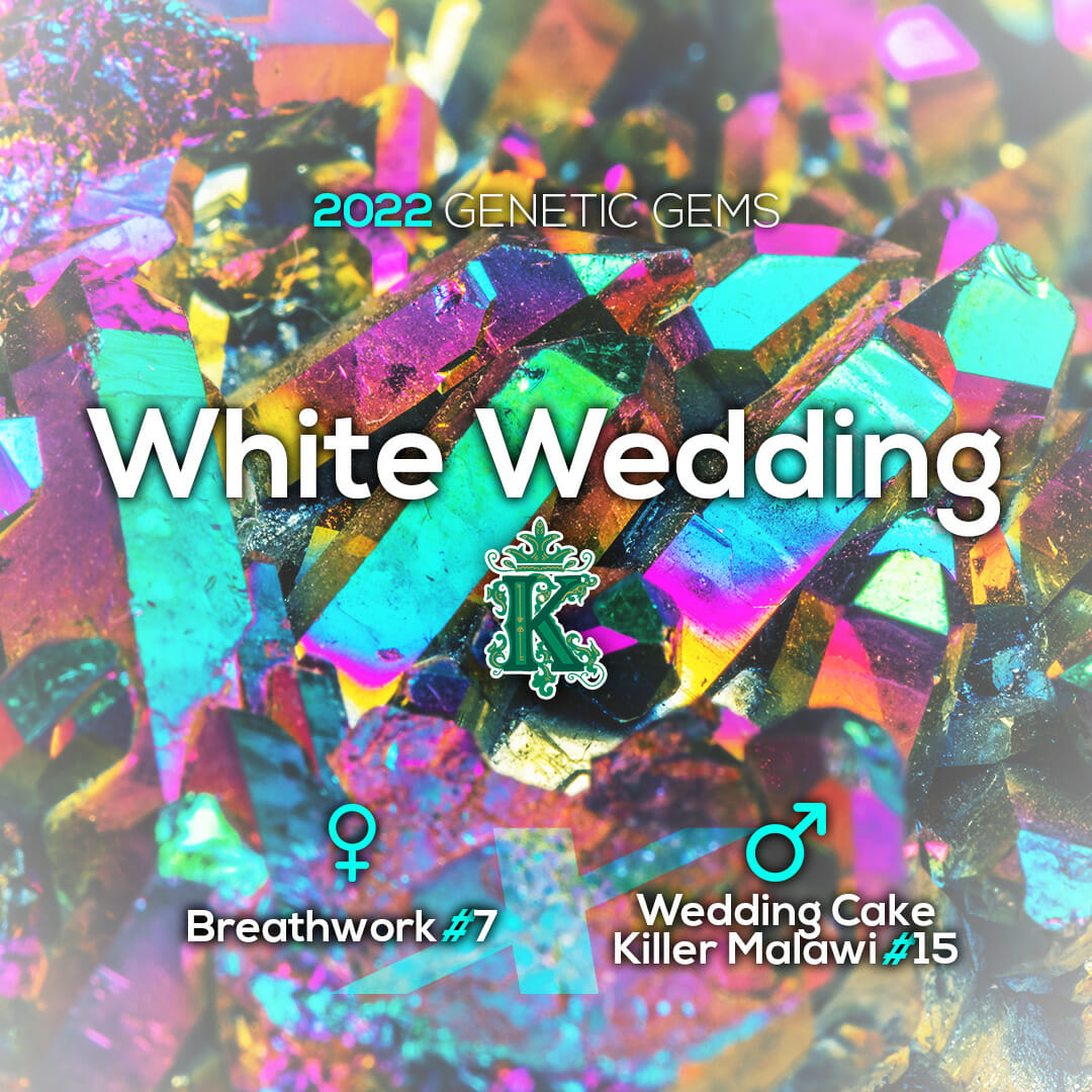 White Wedding F1 (Breathworks x Wedding Cake/Killer Malawi) 11 Regular Seeds