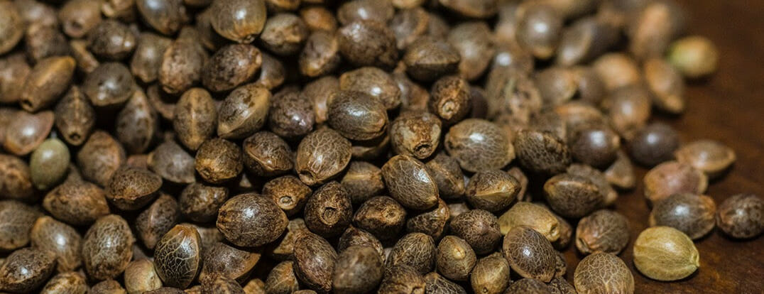 BulkSeeds
