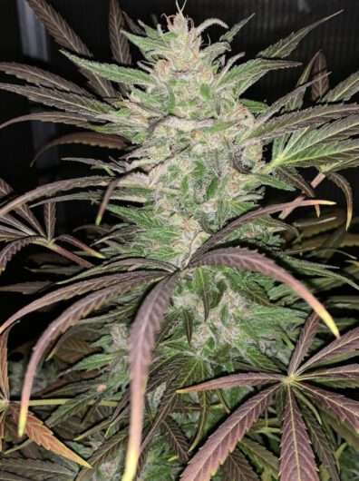 Medi Pak F1 7 Feminized Seeds