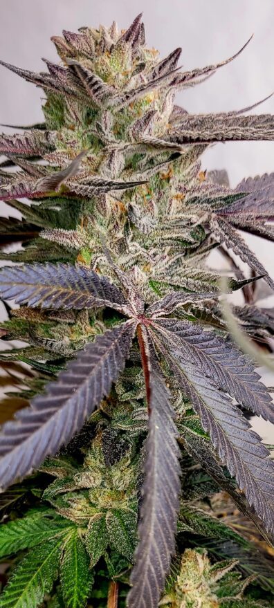 Bubble B00ty F1 (Bubblehead x Fr00ty B00ty) 10 Regular Seeds