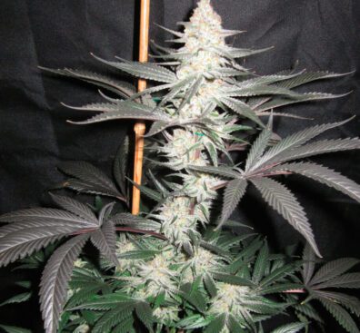 Meltdown S1 (Chernobyl x Honeybee) 10 Feminized Seeds