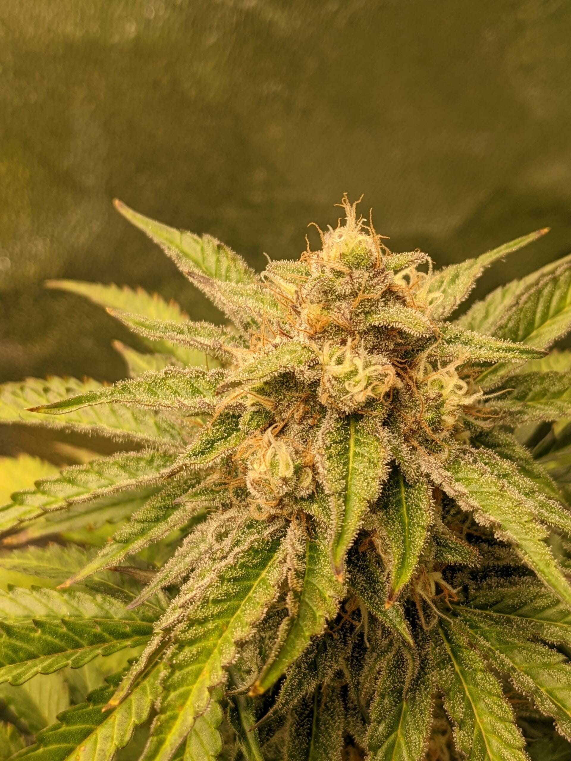 Osage #3 10 Regular Autoflower Seeds - Image 3