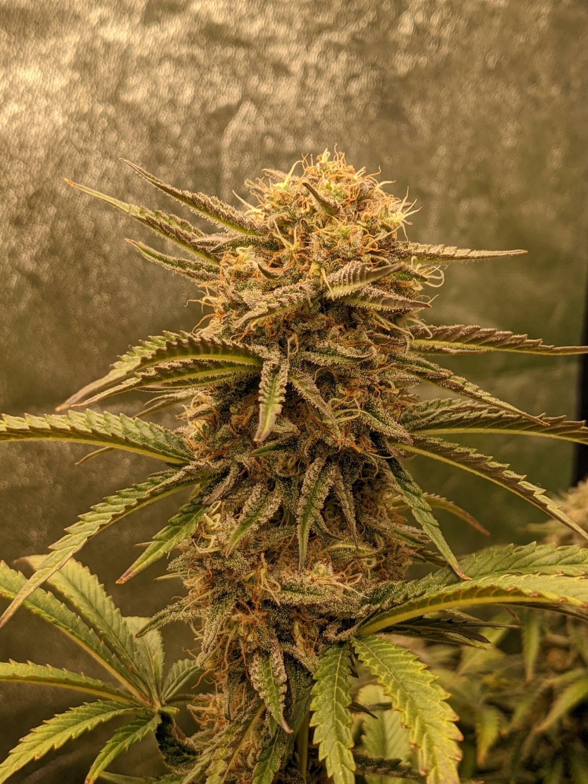 Osage #3 10 Regular Autoflower Seeds - Image 2