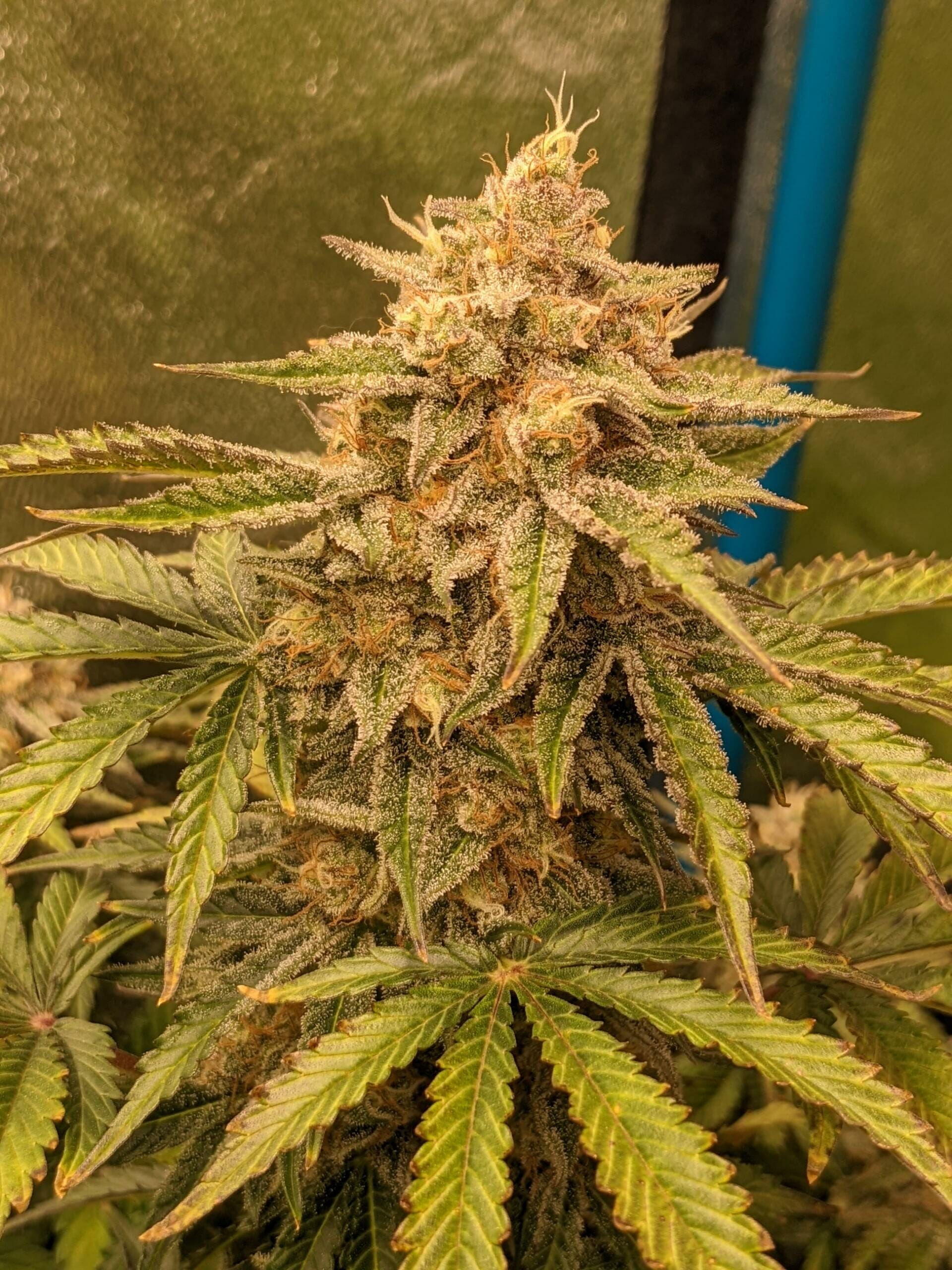Osage #3 10 Regular Autoflower Seeds