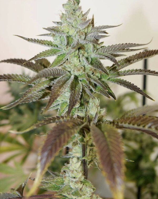 Ancient OG F3 100 Regular Seeds - Image 2