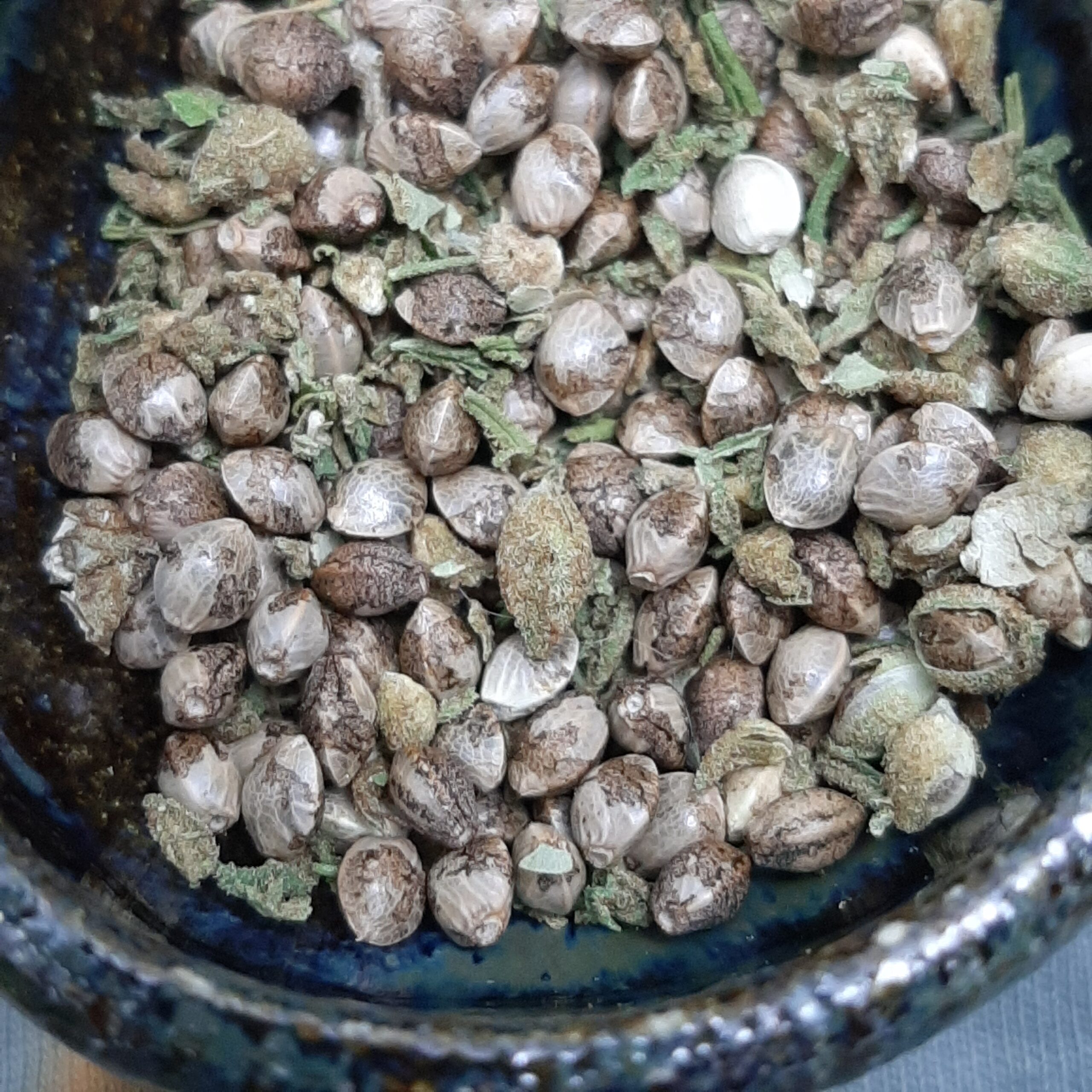 78 Llamas x Goat Yogi F1 15 Regular Seeds - Image 2