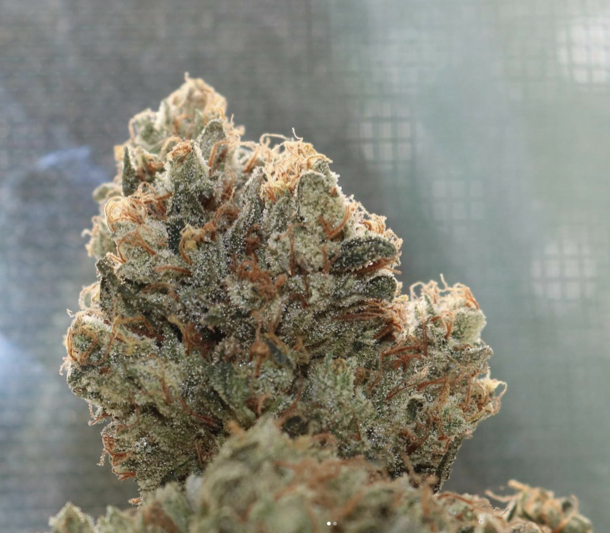 Olivia's Magic (Guava Melt x Jelly Pie) 10 Regular Seeds - Image 6