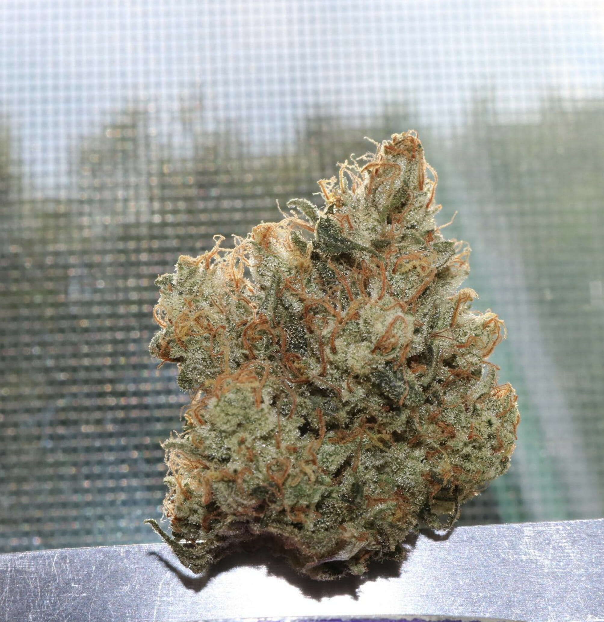 Olivia's Magic (Guava Melt x Jelly Pie) 10 Regular Seeds - Image 5