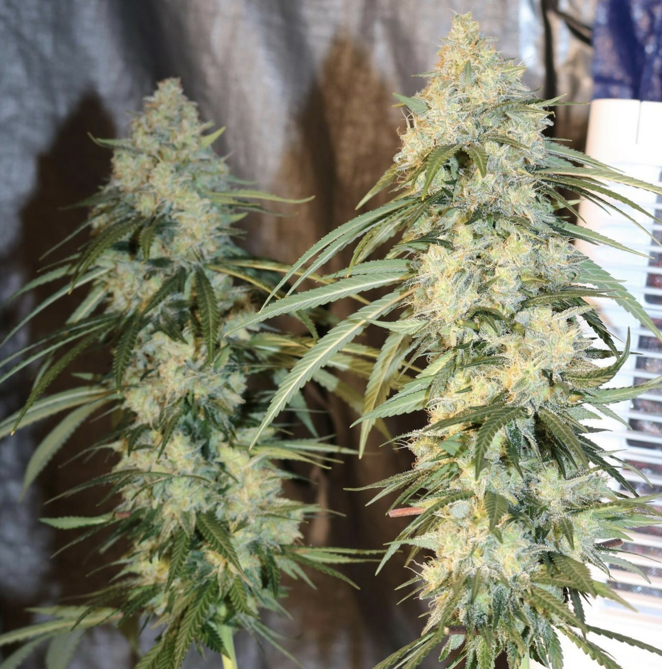 Olivia's Magic (Guava Melt x Jelly Pie) 10 Regular Seeds - Image 4
