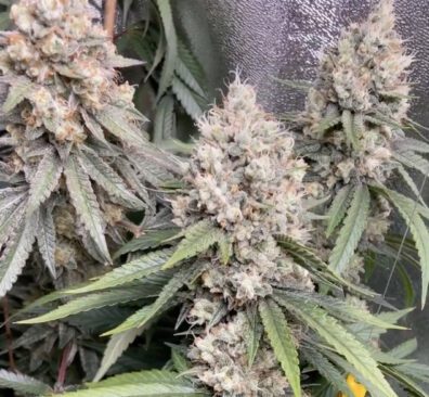Olivia's Magic (Guava Melt x Jelly Pie) 10 Regular Seeds