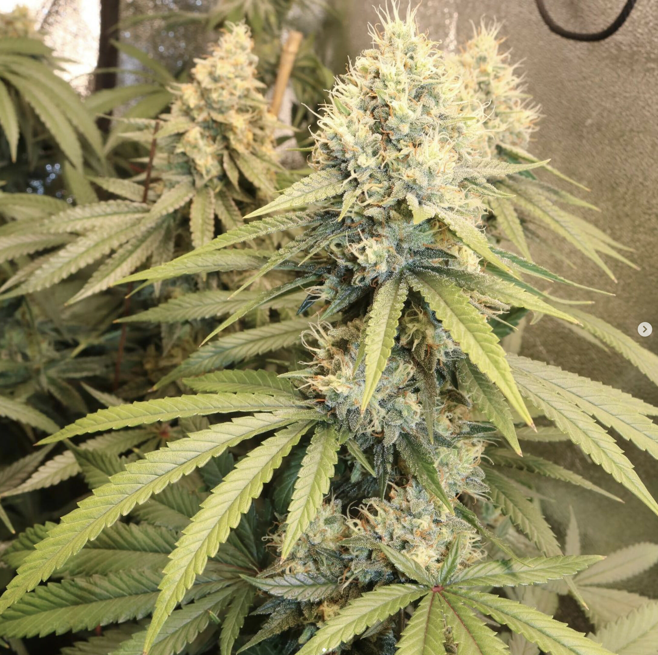 Olivia's Magic (Guava Melt x Jelly Pie) 10 Regular Seeds - Image 3