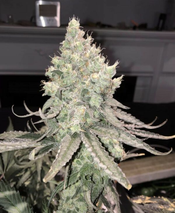 SkittleMittens F1 (Zerts x  Pure Michigan F2) 10 Regular Seeds - Image 2