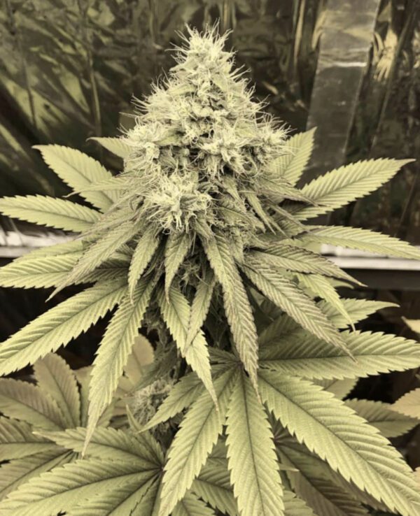 SkittleMittens F1 (Zerts x  Pure Michigan F2) 10 Regular Seeds - Image 5