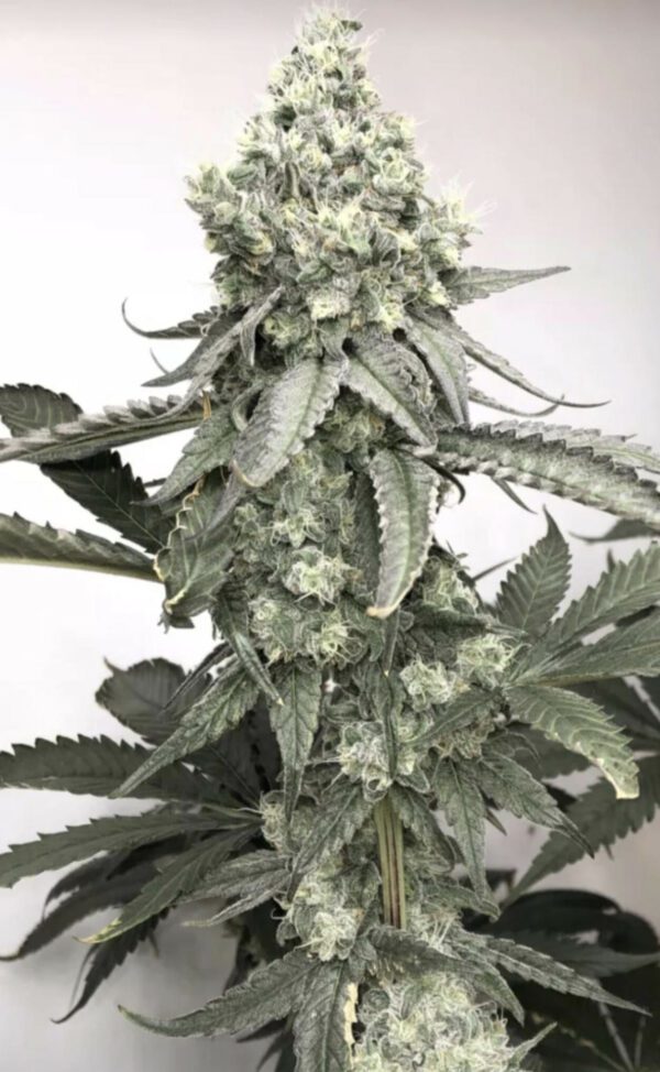 SkittleMittens F1 (Zerts x  Pure Michigan F2) 10 Regular Seeds - Image 3
