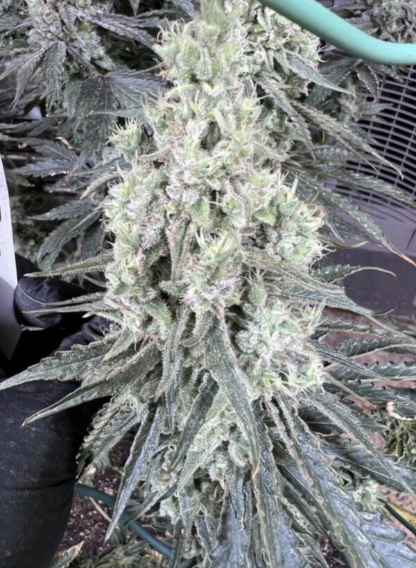 SkittleMittens F1 (Zerts x  Pure Michigan F2) 10 Regular Seeds - Image 4