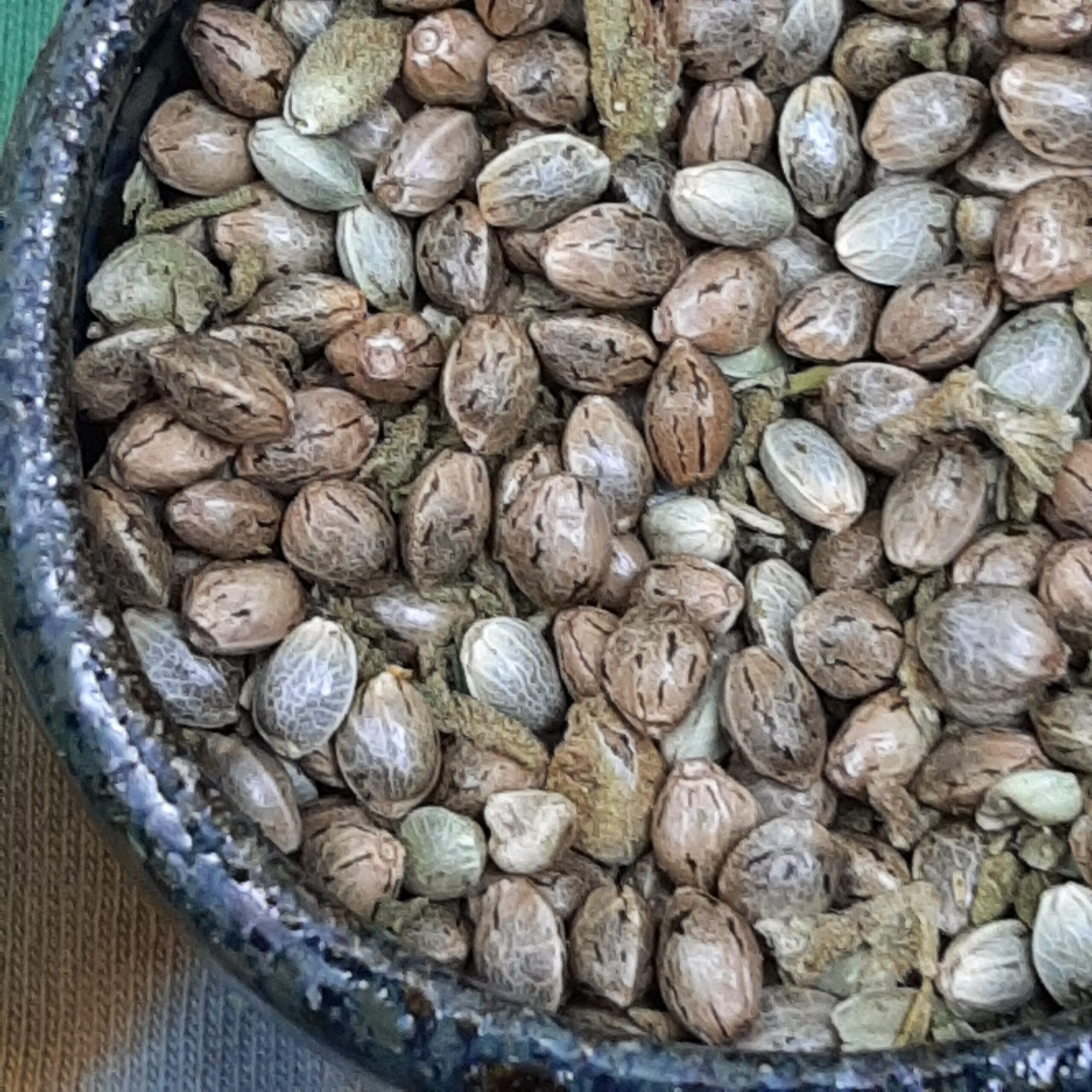 Tree of Life BX x Goat Yogi F1 15 Regular Seeds - Image 3