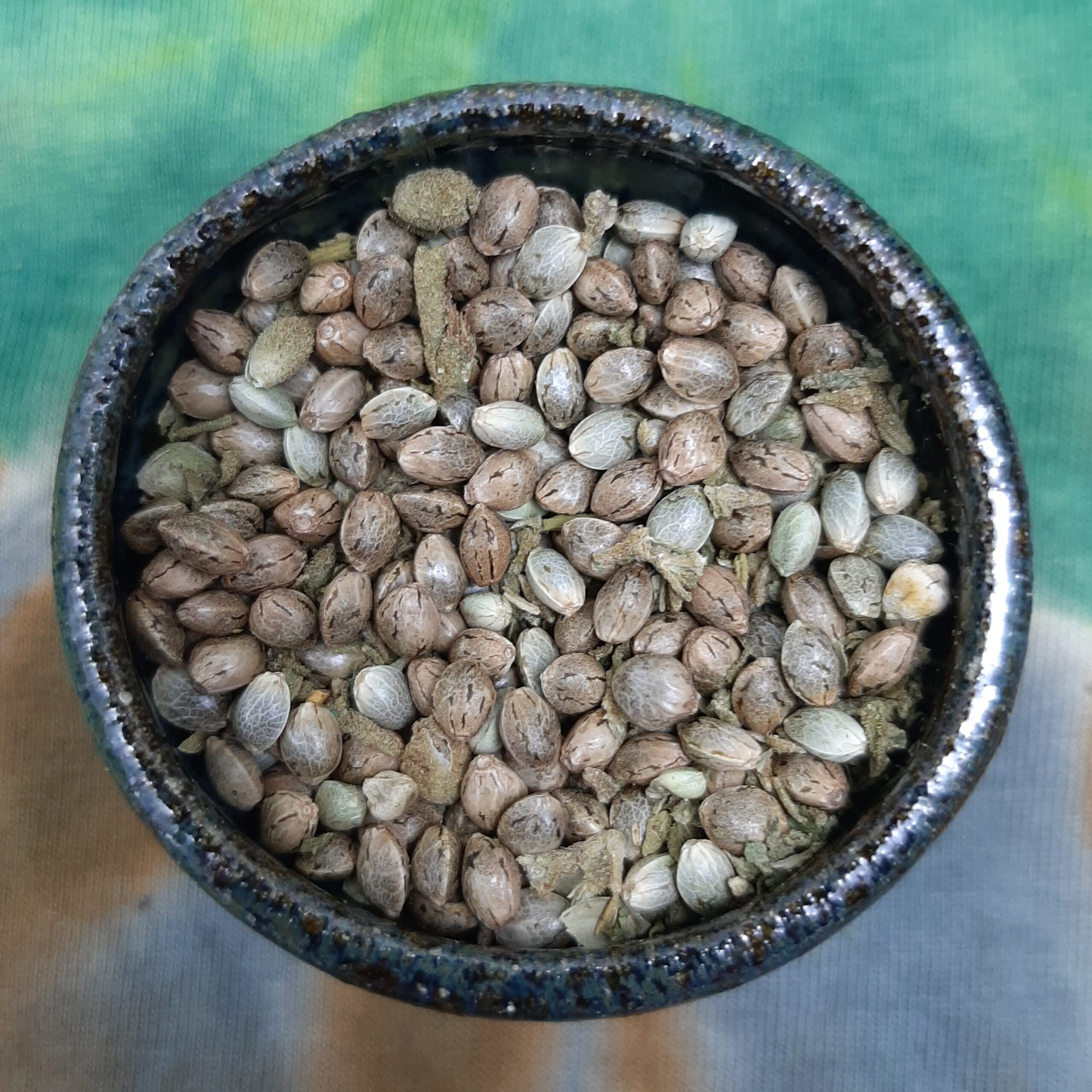 Tree of Life BX x Goat Yogi F1 15 Regular Seeds - Image 2