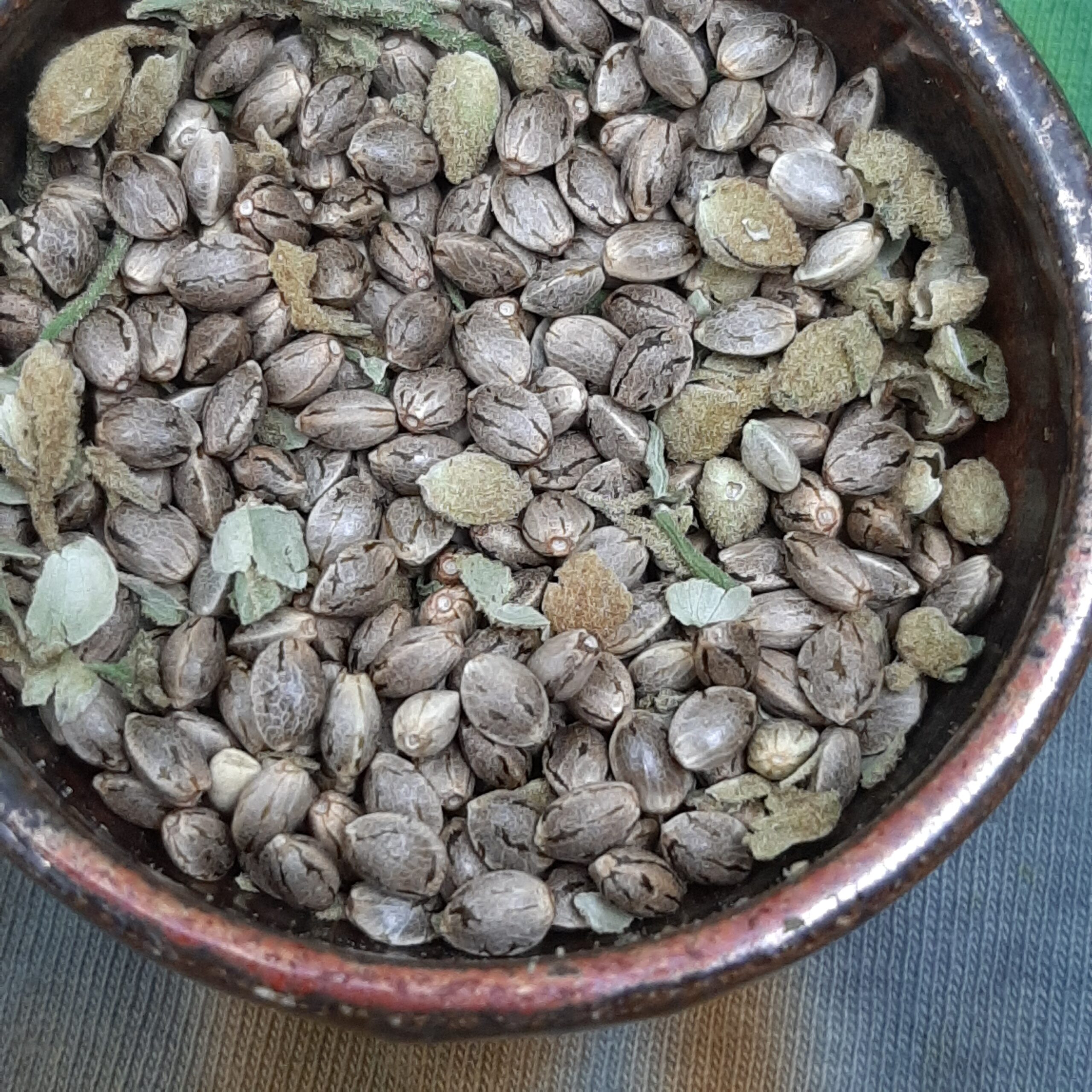 Tree of Life x Goat Yogi F1 15 Regular Seeds - Image 4