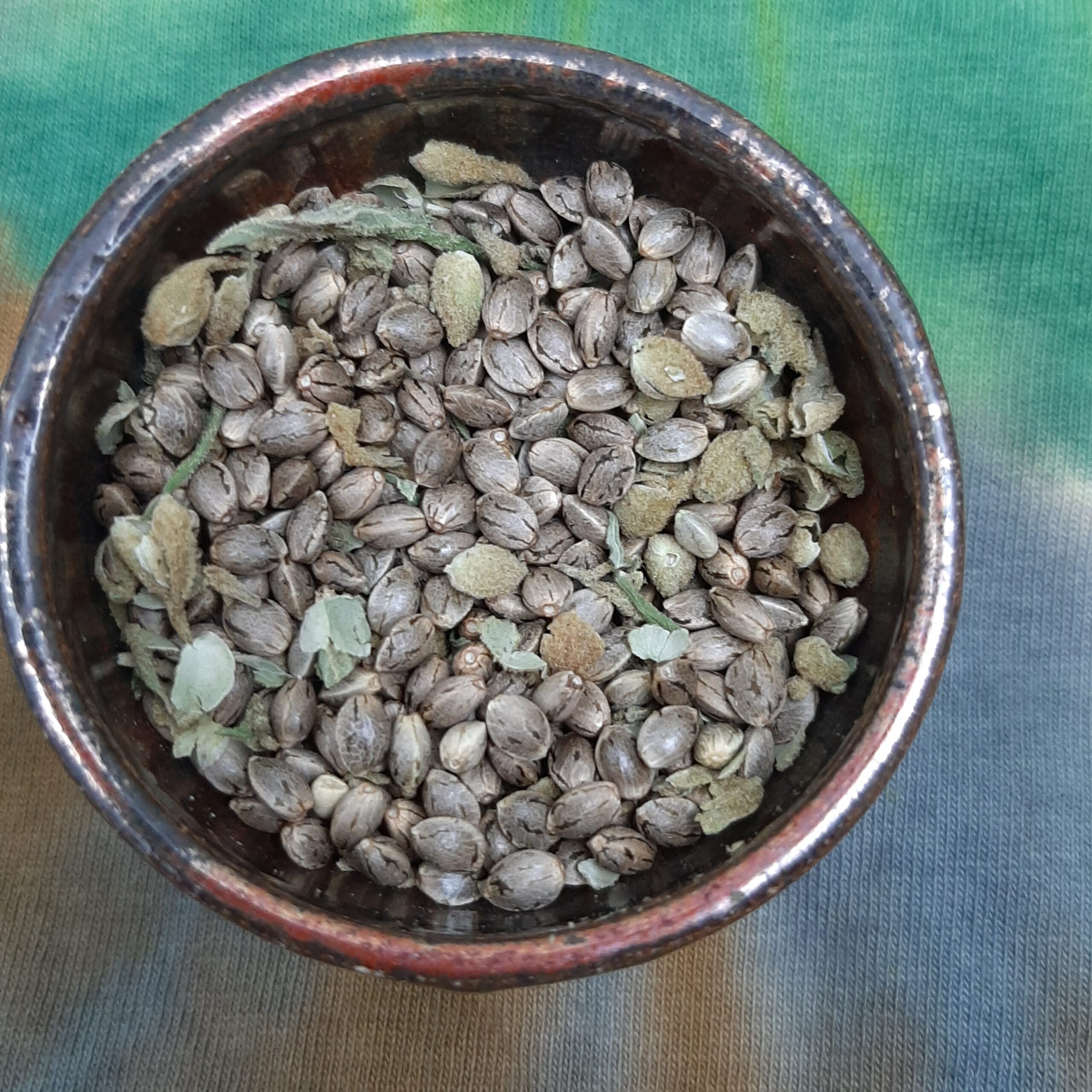 Tree of Life x Goat Yogi F1 15 Regular Seeds - Image 3