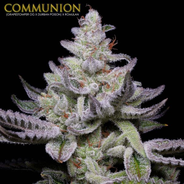 Communion S1 6 Feminized Seeds - Image 3