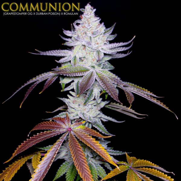 Communion S1 6 Feminized Seeds - Image 2
