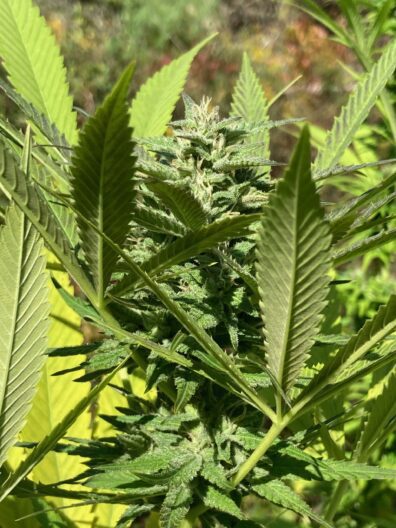 FiveStar x PuTang 7 Feminized Seeds