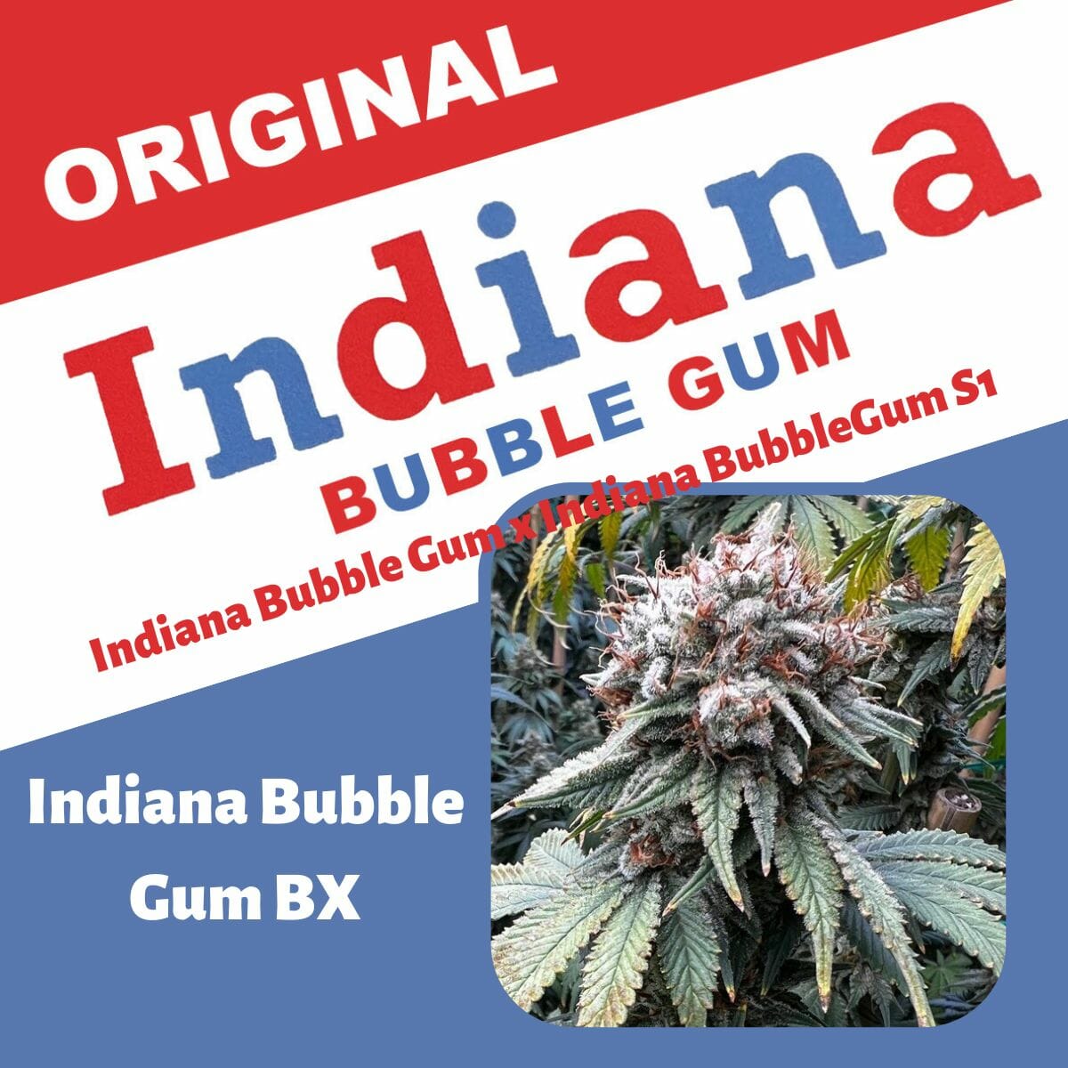 Indiana Bubble Gum BX 6 Feminized Seeds