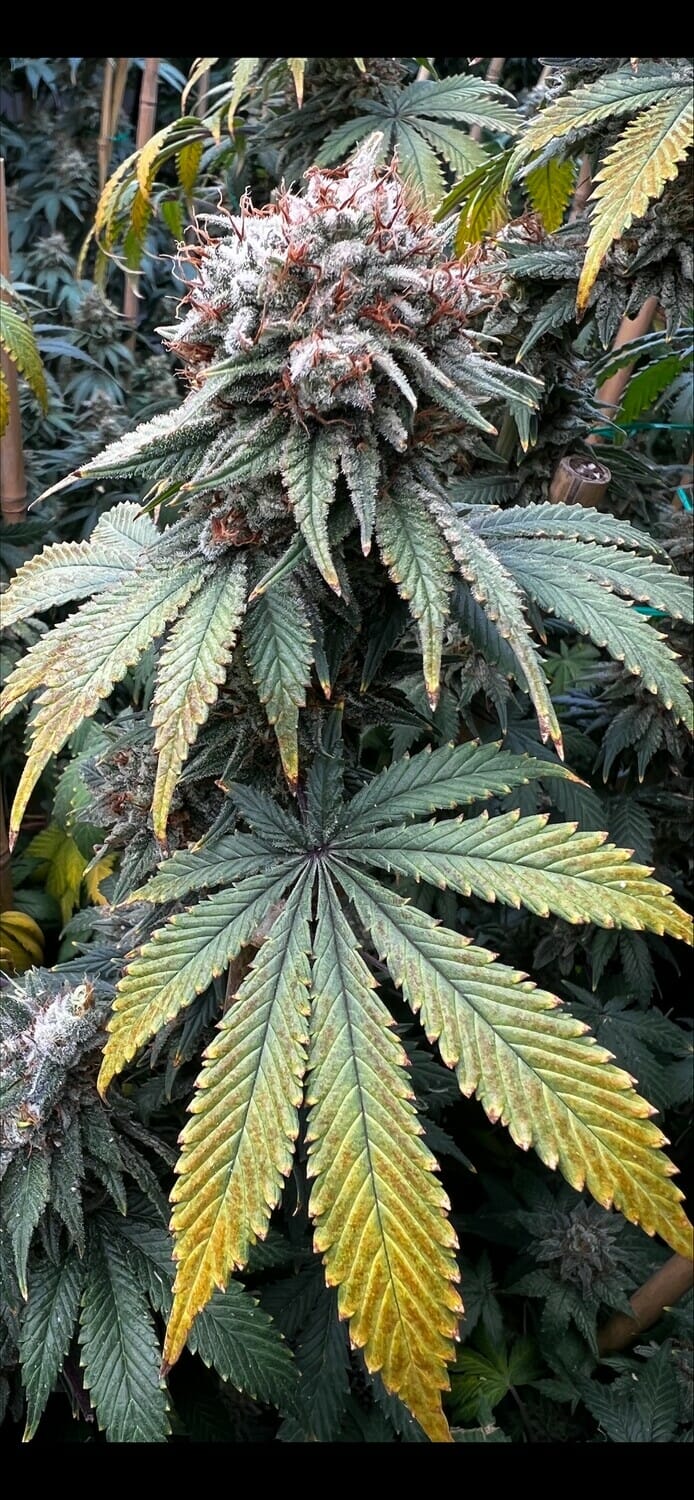 Indiana Bubble Gum BX 6 Feminized Seeds - Image 3