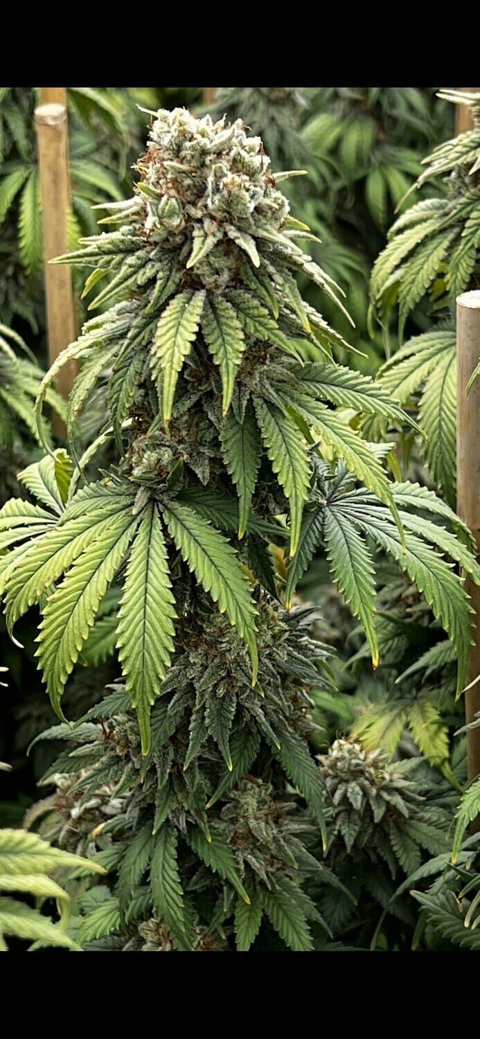 Indiana Bubble Gum BX 6 Feminized Seeds - Image 5