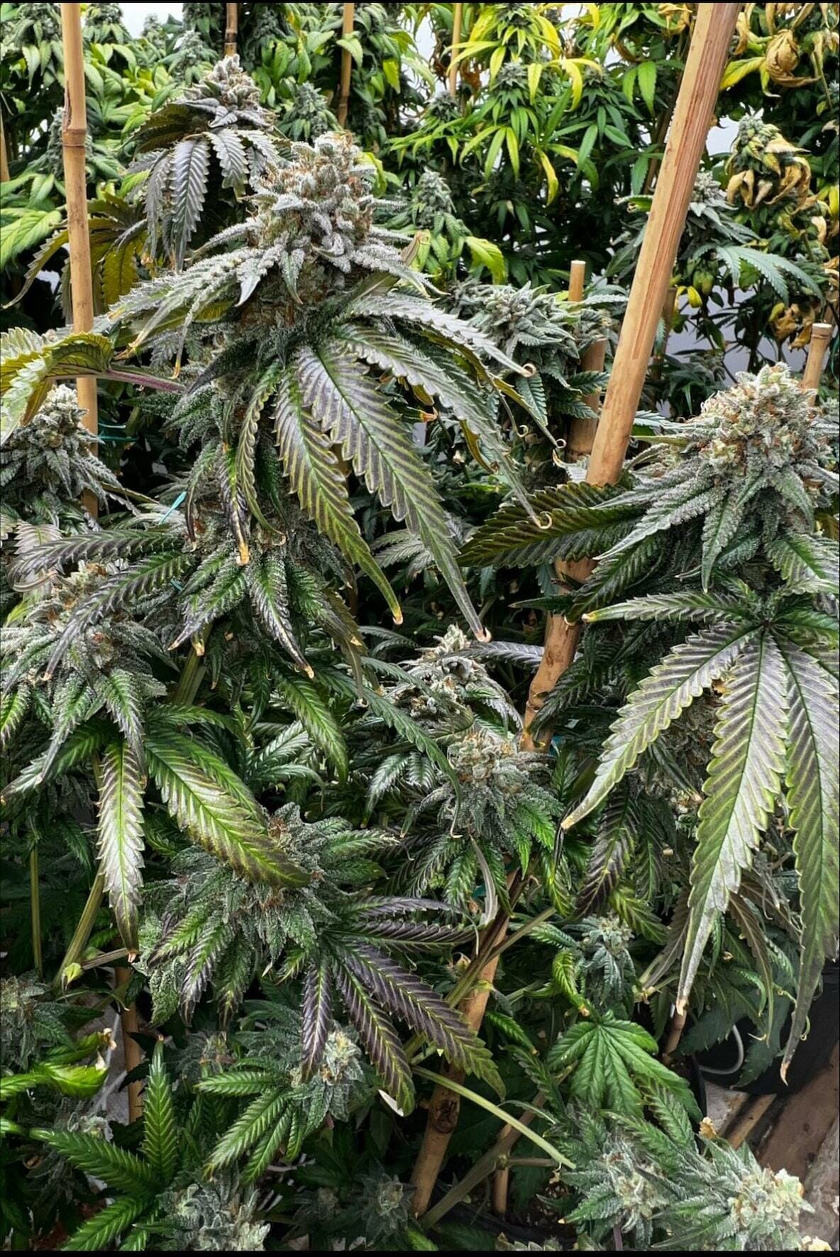 Planet Hulk S1 3 Feminized Seeds