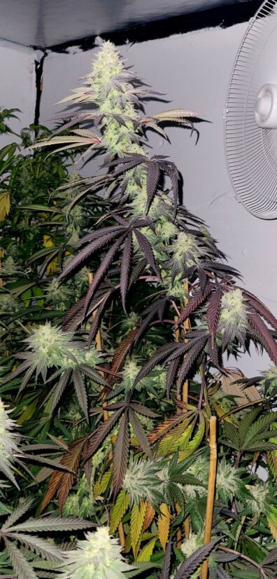 Creamy Greases S1 6 Feminized Seeds